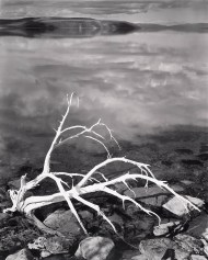 White Branches, Mono Lake, California, 1947